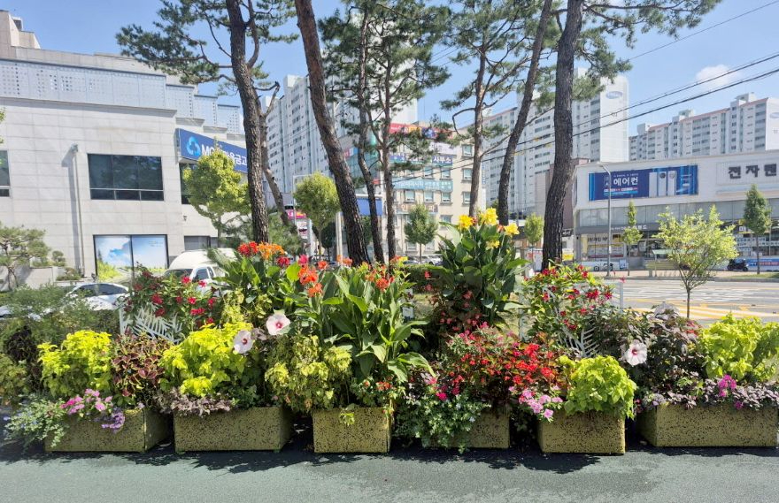 0921 안동시  열대식물 화단으로 도심에 생동감 더해 (3).jpg