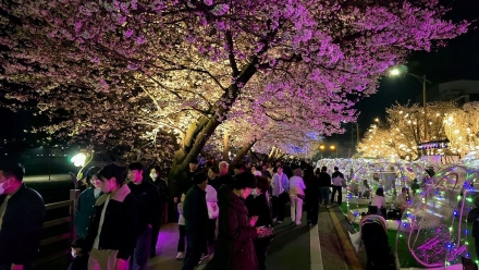 벚꽃과 공연이 만든 봄의 절정… 안동 벚꽃축제 ‘인산인해’